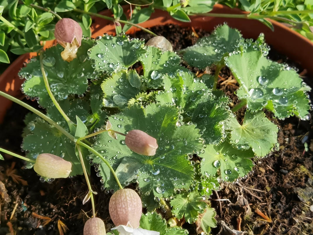 Alchemilla mollis